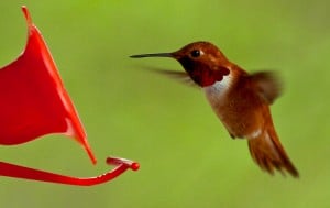 Hummingbird Algorithm